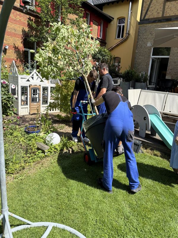 Drei Kollegen setzen einen hohen Baum im Kübel mit einer Sackkarre über eine Terrasse um