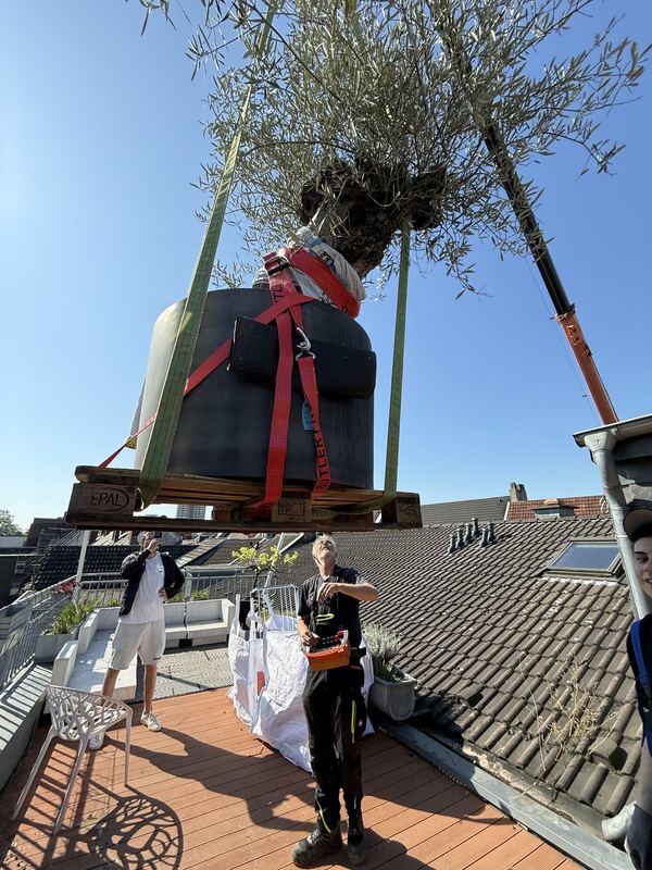 Ein großer Olivenbaum im Pflanzkübel schwebt an Gurten über einer Dachterrasse